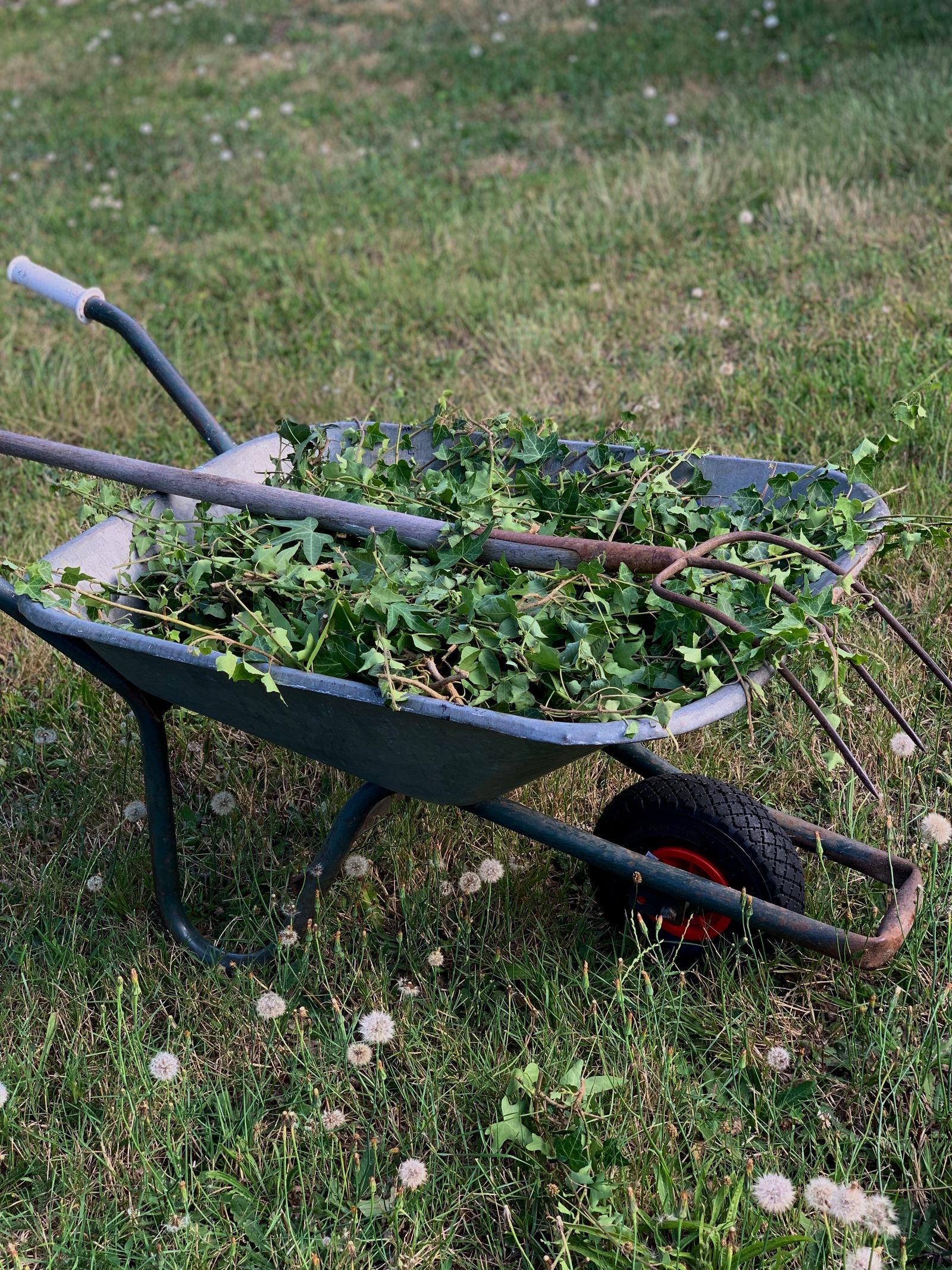 Garden tidy-up with weeds, leaves and green waste bagged for removal