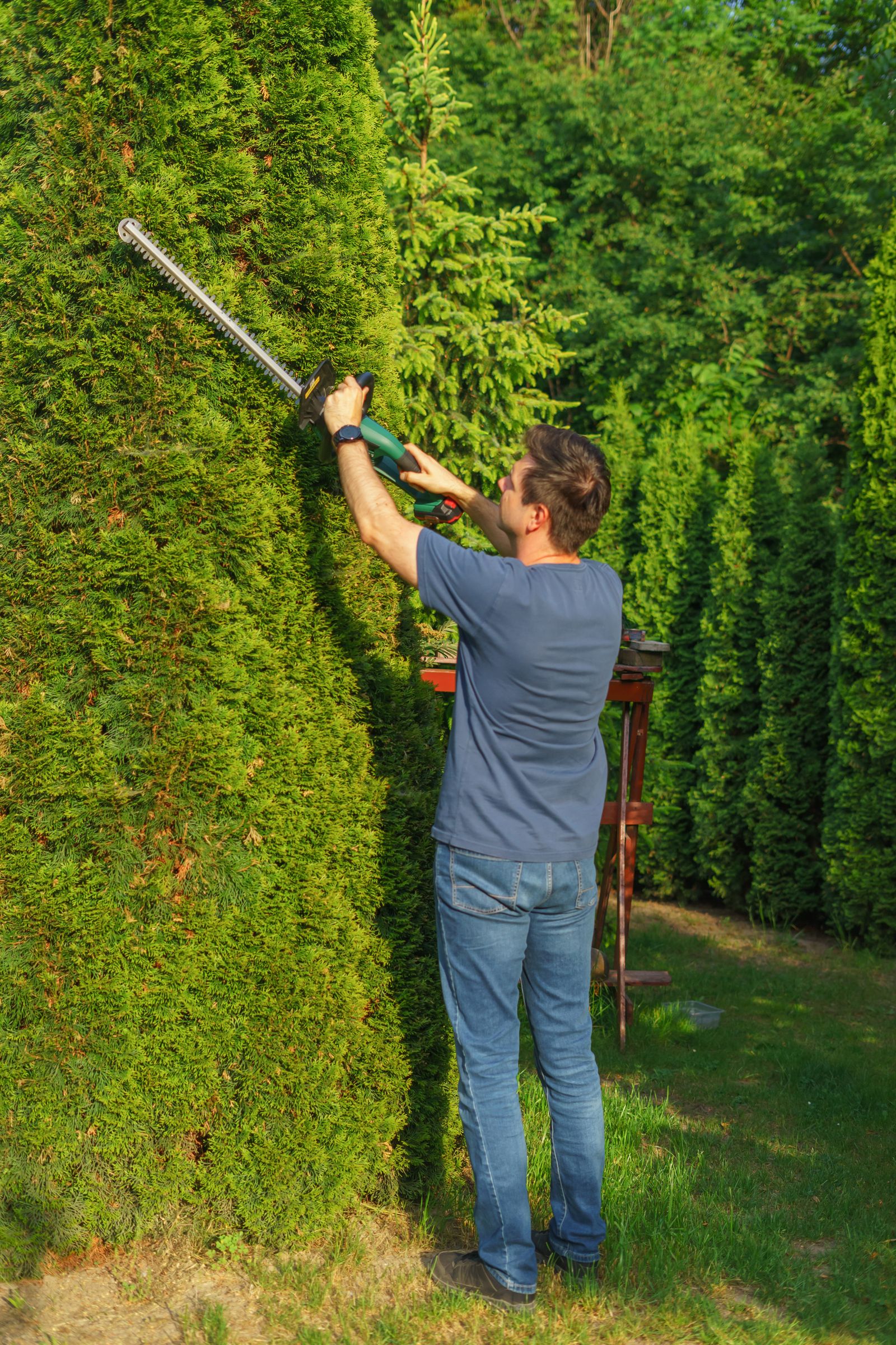 Hedge being trimmed level with cuttings collected below